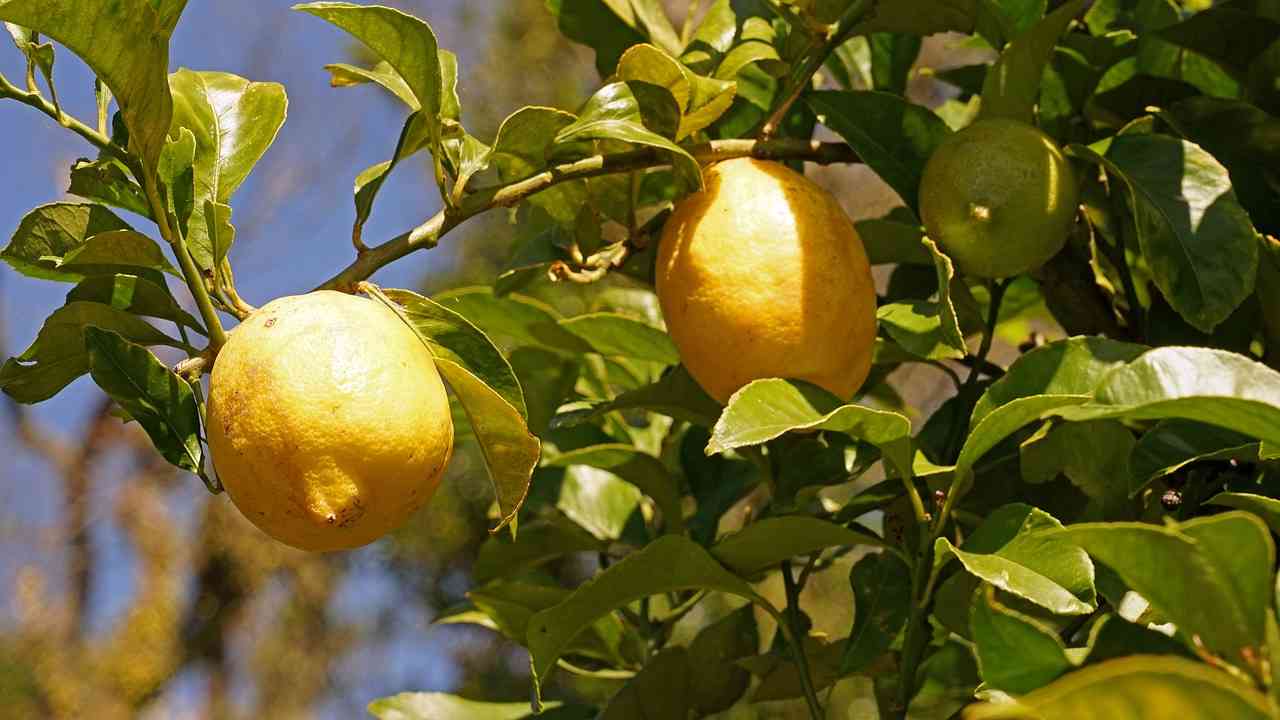 Festival del Limone a Tramonti, al via le seconda edizione