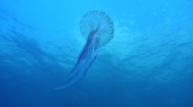 Diving center Nettuno -fauna marina