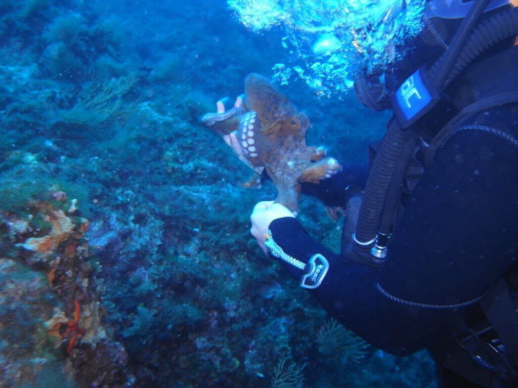 Diving Center Costiera amalfitana