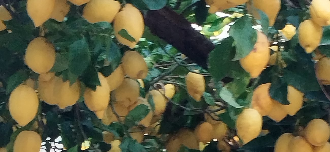 limoni