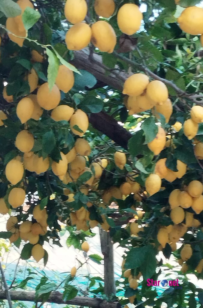 limoni