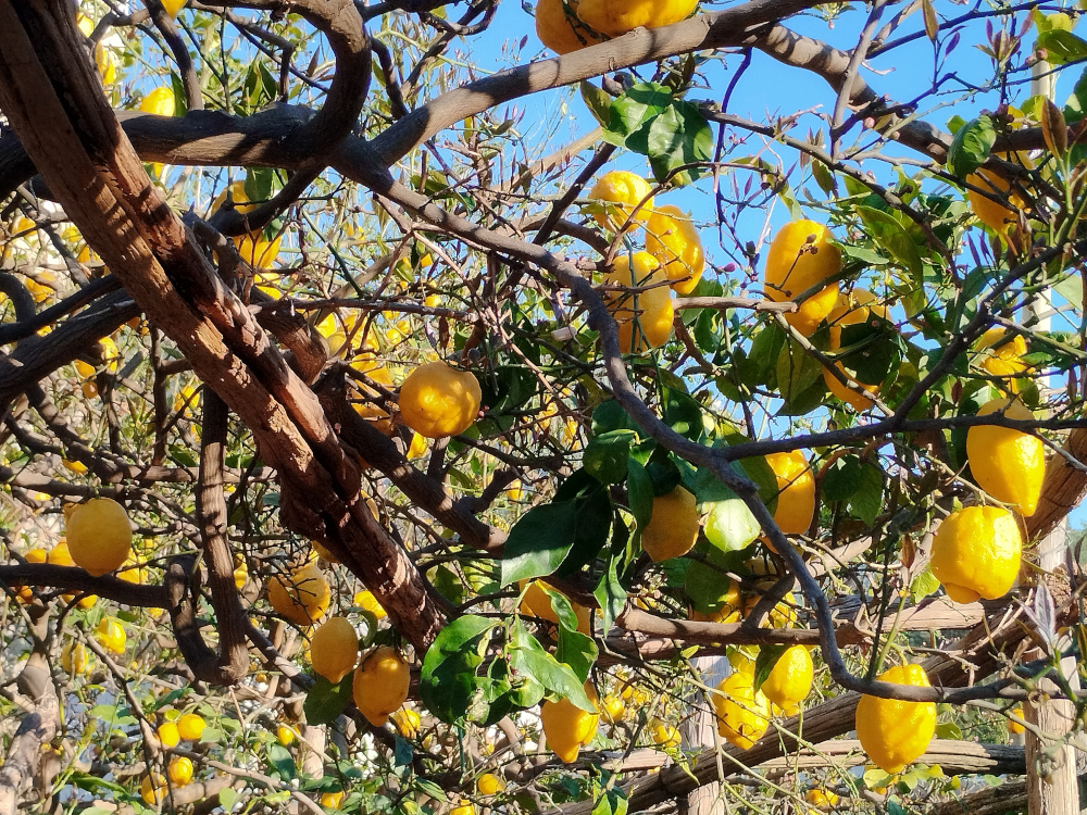 festa del limone